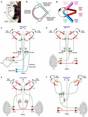 Ontogenetic Development of Vestibulo-Ocular Reflexes in Amphibians